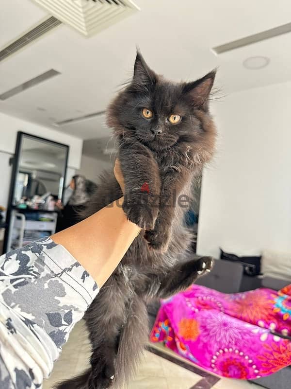 half maincoon for sale 4