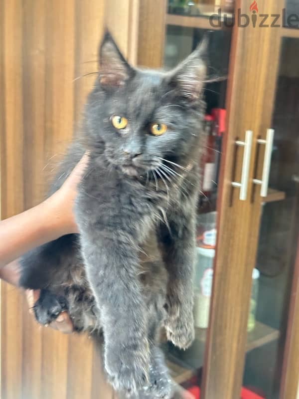 half maincoon for sale 5