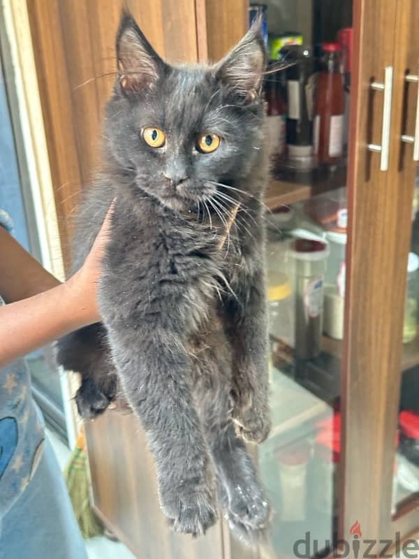 half maincoon for sale 6