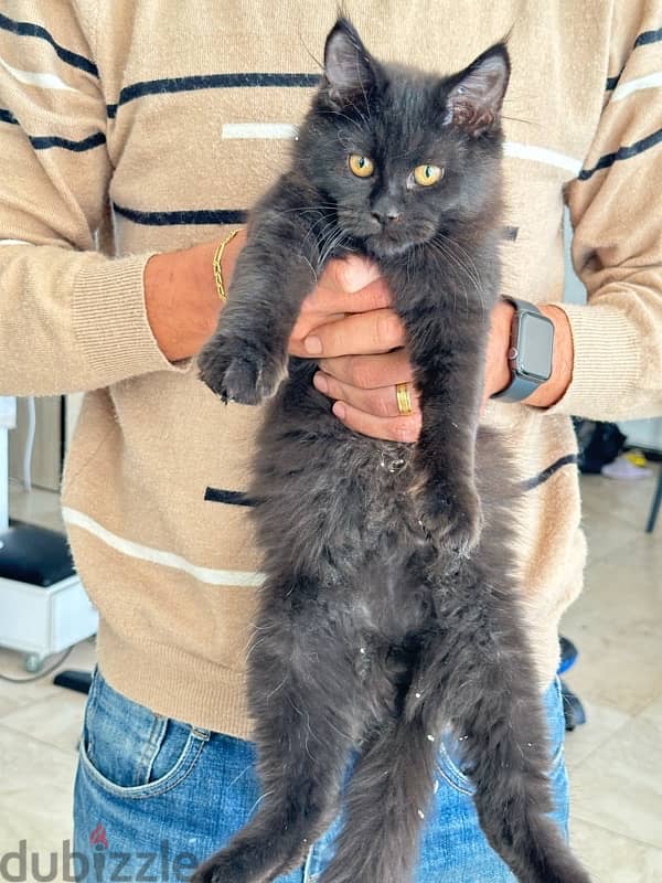 half maincoon for sale 10