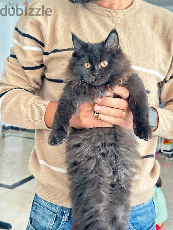 half maincoon for sale 12