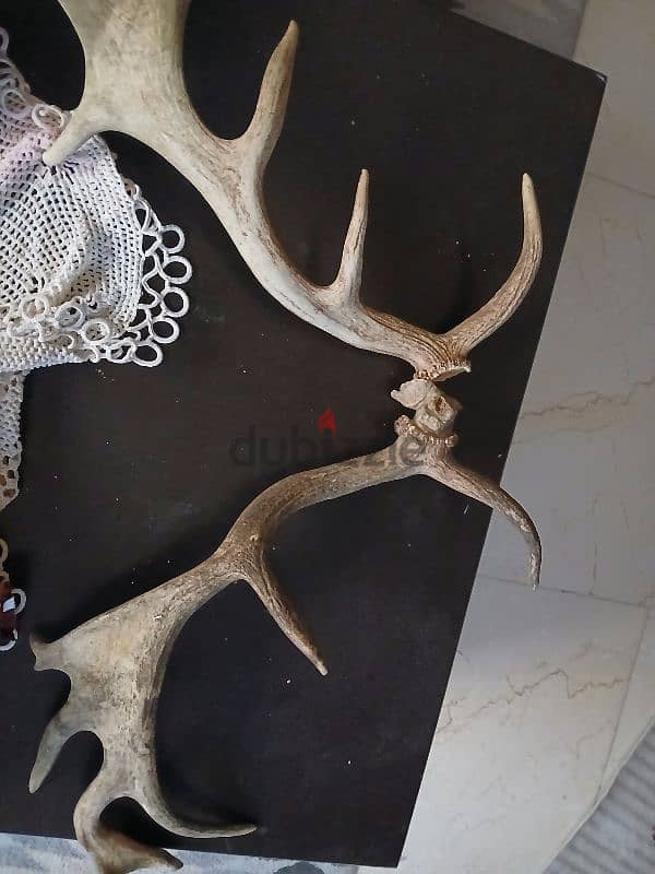 unique Stag Antlers Horns 0