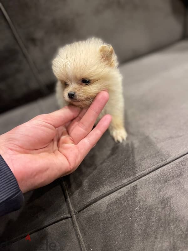 Toy Pomeranian 2