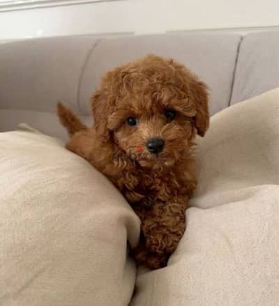 Toy Poodle Puppies Imported available now/ dog كلاب