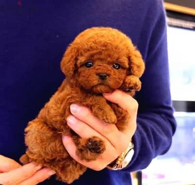 poodle/toy