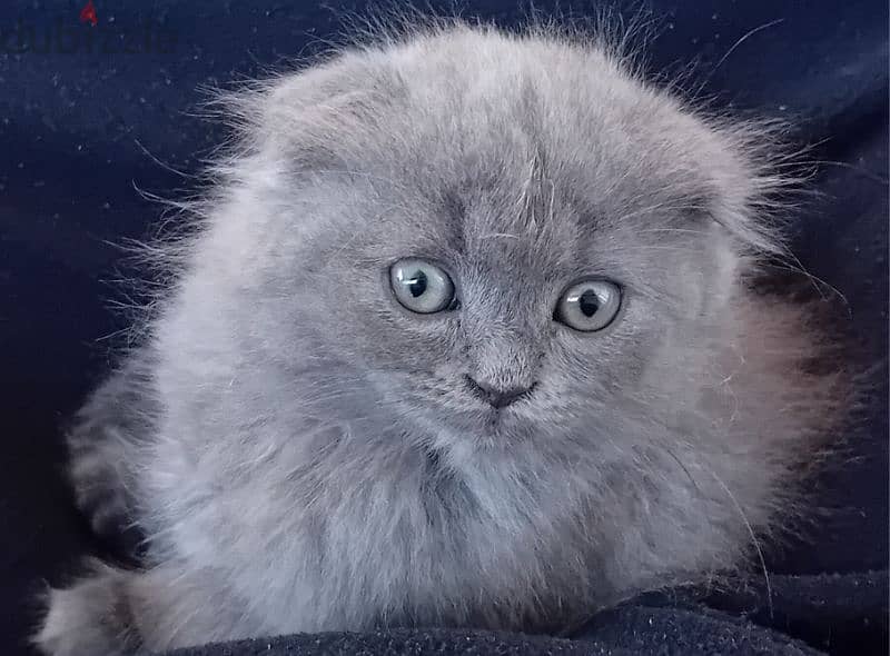 scottish fold kitten 0