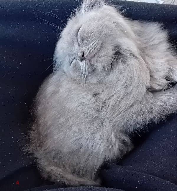 scottish fold kitten 1