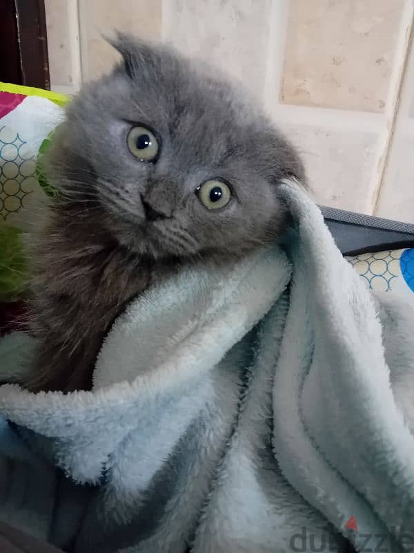 scottish fold kitten 2