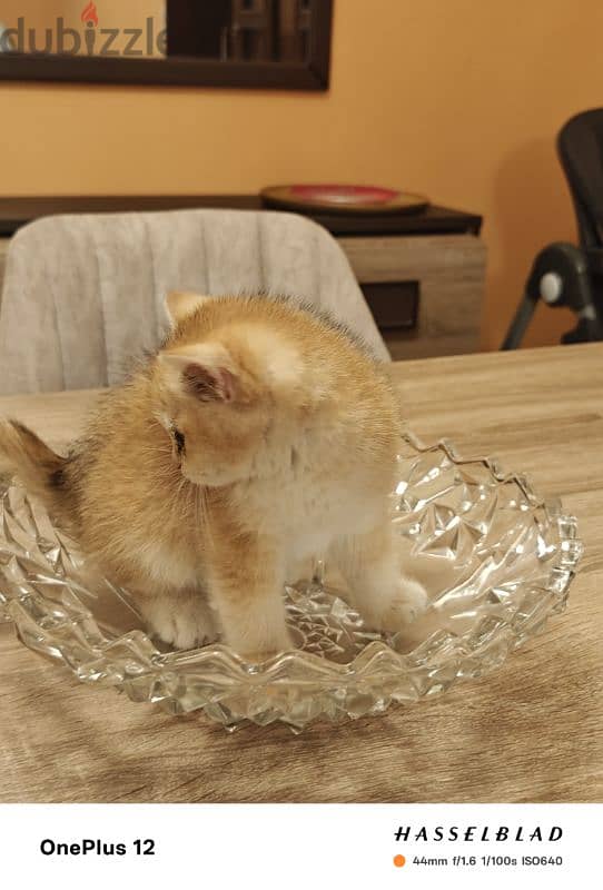 Golden Chinchilla Kitten 0