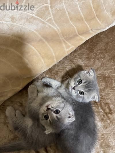 scottish fold