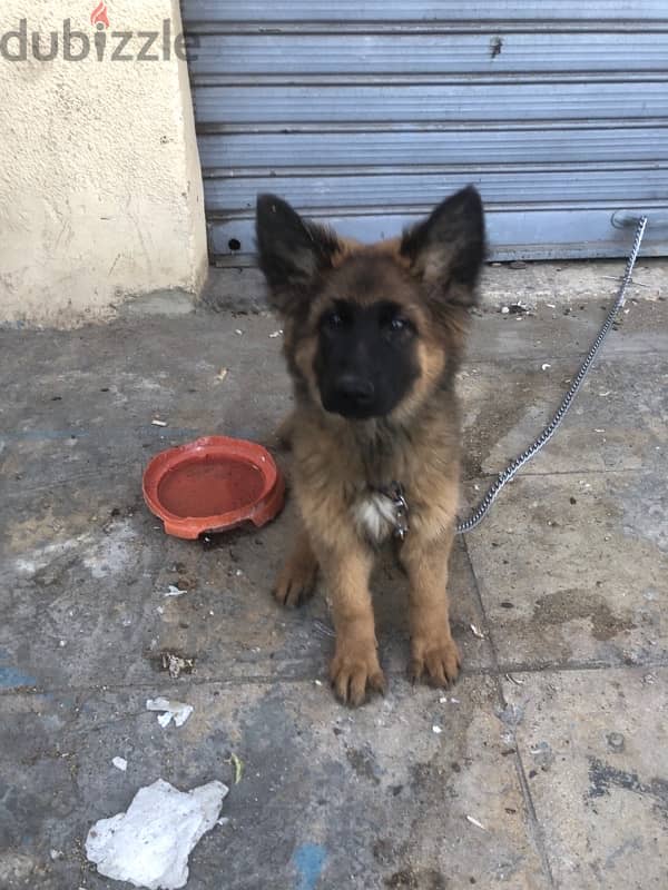 berger long hair female puppy 1