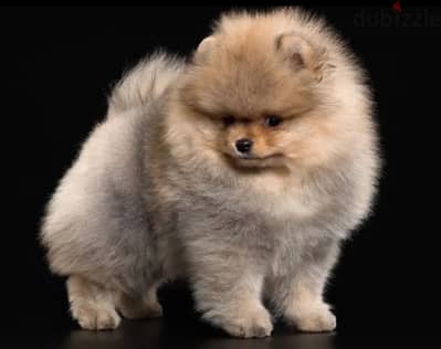 POMERANIANS