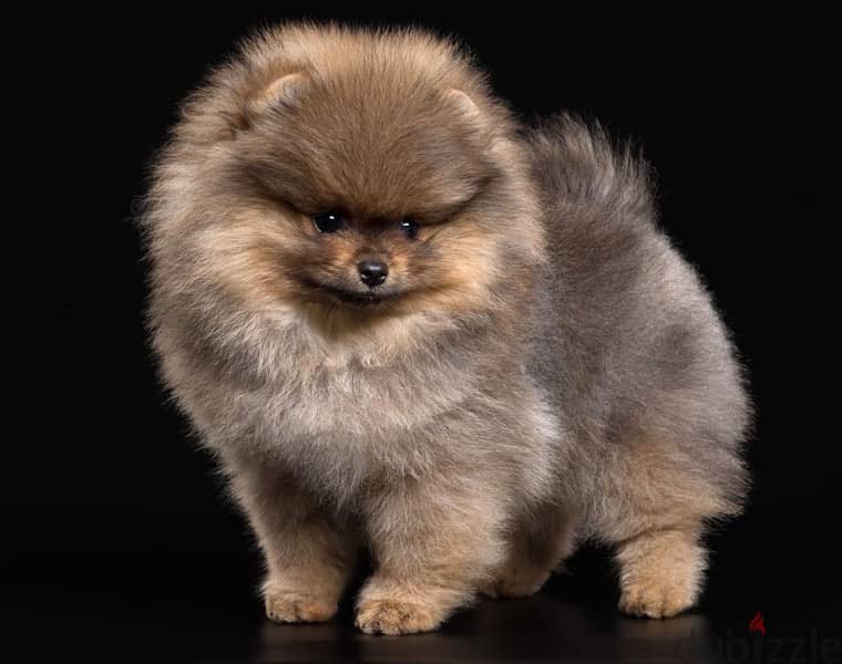 POMERANIANS SPECIAL prices and good offers all size available 1