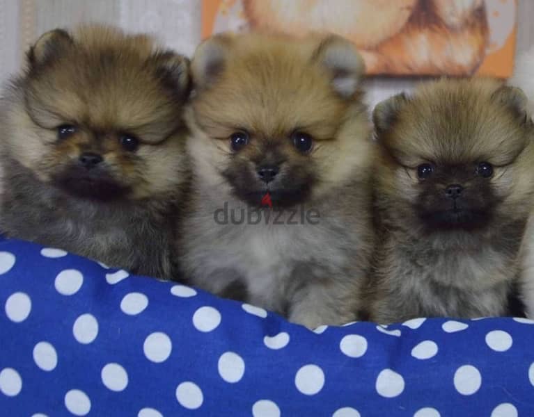 POMERANIANS SPECIAL prices and good offers all size available 2