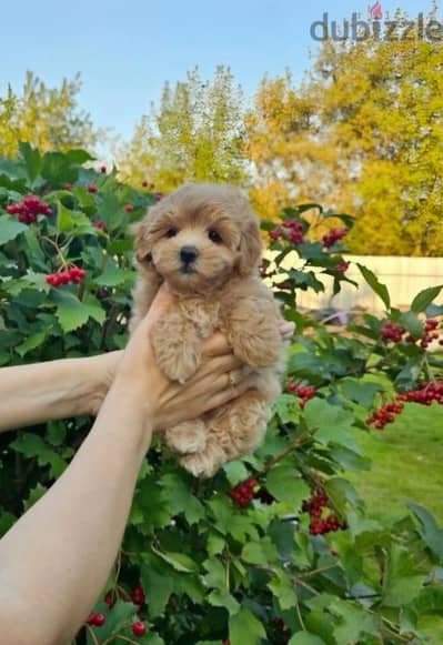 Toy Maltipoo Puppies Imported Available now in store! dog كلاب