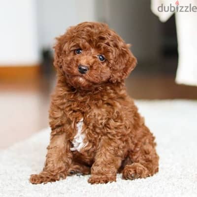 Toy Poodle Red Brown Puppies Available in Store/ dog كلاب