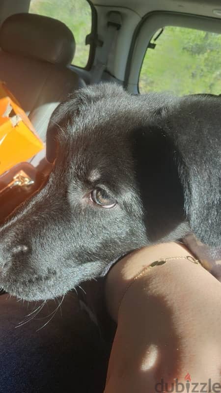 Labrador for sale 2