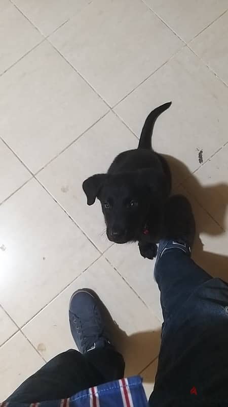 Labrador for sale 4