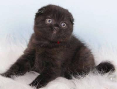 scottish fold