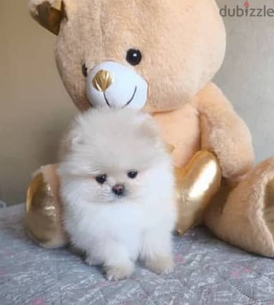 Pomeranian