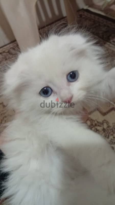 scottish fold and scottish mix 2