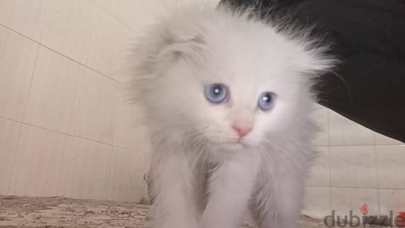 scottish fold and scottish mix 3