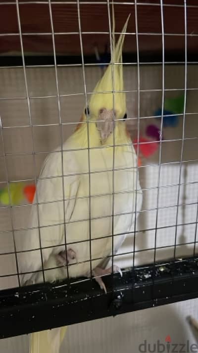 male cockatiel with his cage