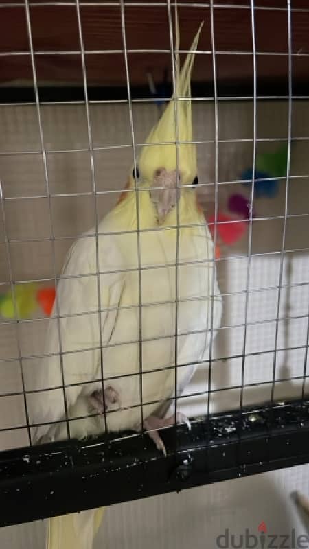 male cockatiel with his cage 0