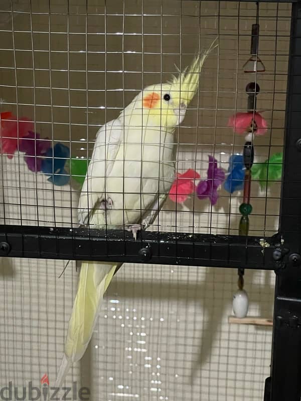 male cockatiel with his cage 1