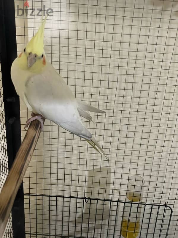 male cockatiel with his cage 2