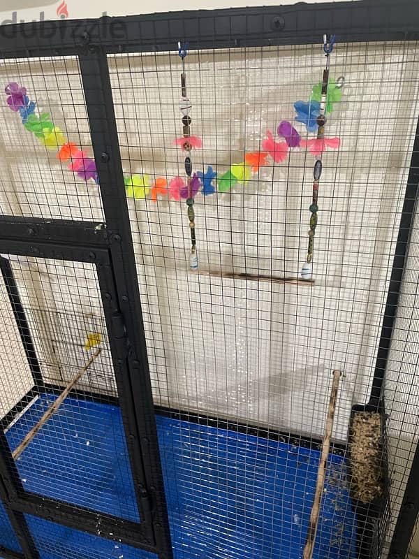 male cockatiel with his cage 7