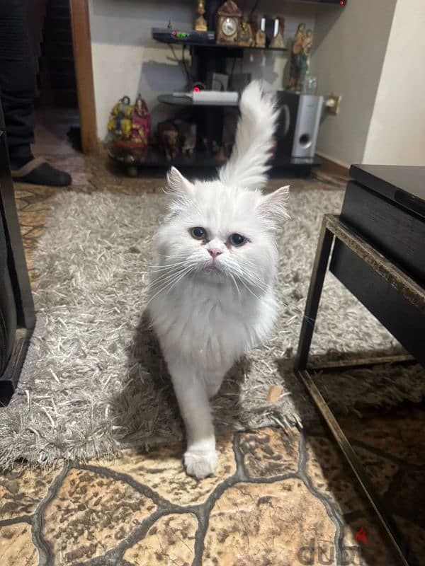 angora Turkish cat 1