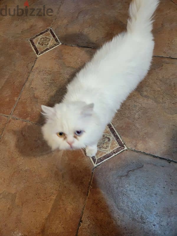 angora Turkish cat 3