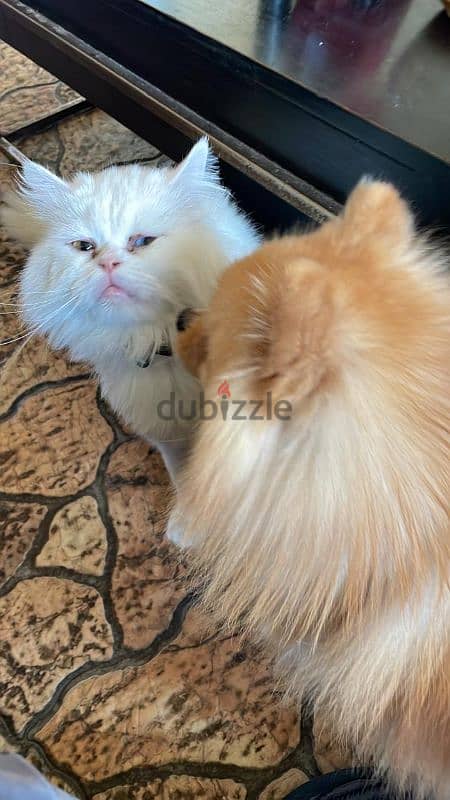 angora Turkish cat 4