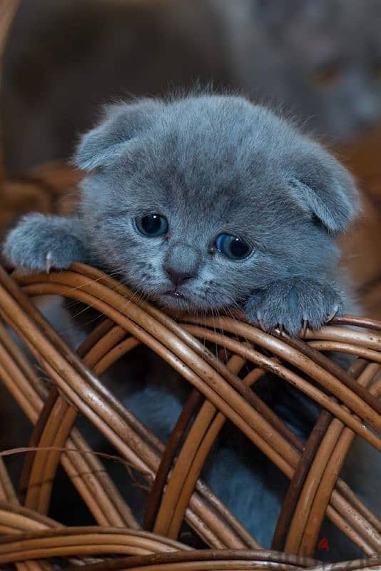 Pure Scottish fold kittens HIGHT QUALITY 2