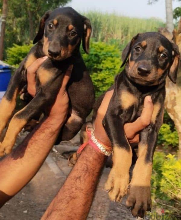 dubrman puppies males and females for sale 0