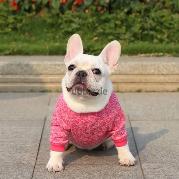 Small Dogs Sweater 4