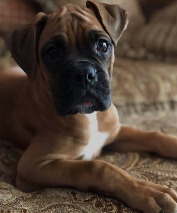 boxer special breed 0