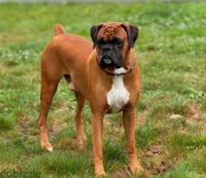 boxer special breed 1