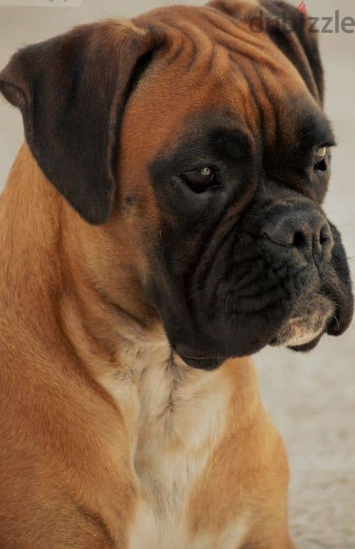 boxer special breed 2