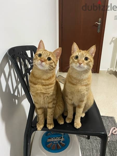 Orange cats for adoption 1