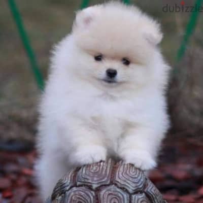 Pomeranian