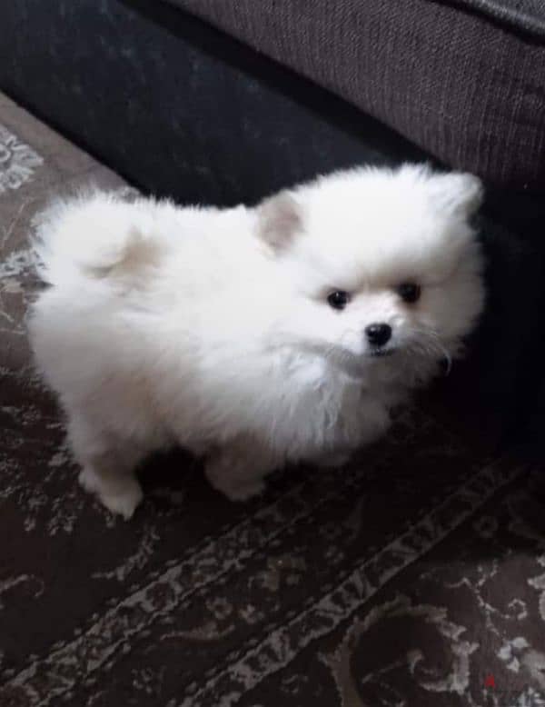 Pomeranian 1