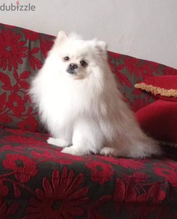 Pomeranian 2