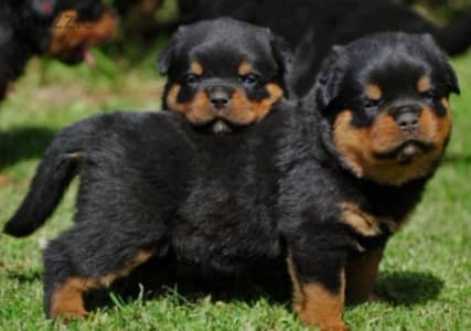 rottweiler