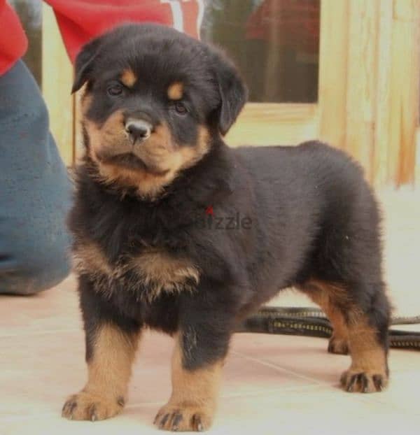 rottweiler 1