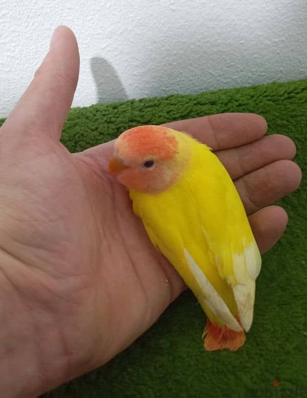 فراخ روز اوبلاين وألبينو    opaline and albino love birds 0