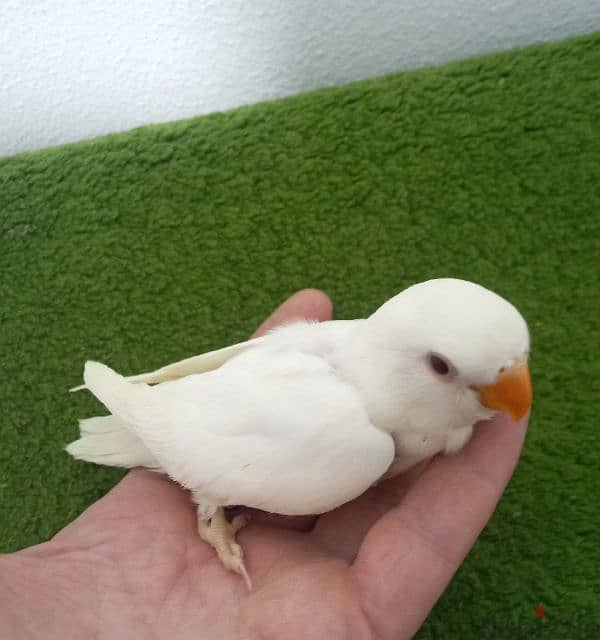 فراخ روز اوبلاين وألبينو    opaline and albino love birds 1