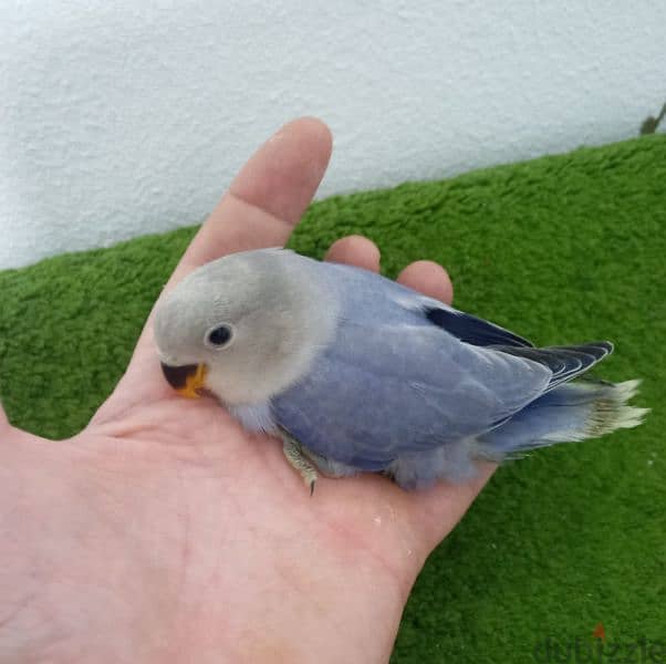 فراخ روز اوبلاين وألبينو    opaline and albino love birds 2