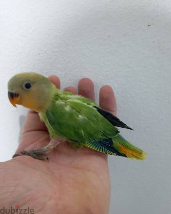 فراخ روز اوبلاين وألبينو    opaline and albino love birds 3